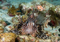 Pterois miles (Indian Lionfish)