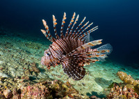 Pterois miles (Indian Lionfish)