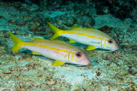 Mulloidichthys vanicolensis (Yellowfin Goatfish)