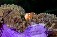 Amphiprion akallopisos (Skunk Anemonefish)