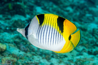 Chaetodon falcula (Saddleback Butterflyfish)