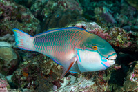 Chlorurus capistratoides (Indian Parrotfish)