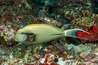 Acanthurus nigricauda (Blackstreak Surgeonfish)