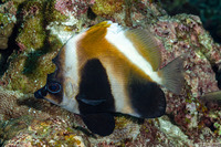Heniochus pleurotaenia (Phantom Butterflyfish)