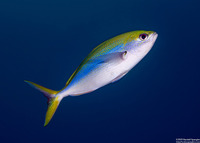 Caesio xanthonota (Yellowback Fusilier)