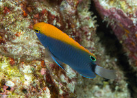 Pomacentrus chrysurus (Whitetail Damsel)