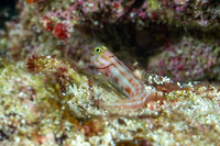 Ecsenius lubbocki (Lubbock's Coralblenny)