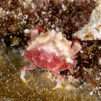 Nucia speciosa (Raspberry Crab)