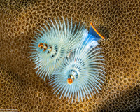 Spirobranchus sp.1 (Christmas Tree Worm)