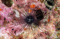 Diadema setosum (Black Longspine Sea Urchin)