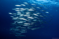 Sphyraena qenie (Blackfin Barracuda)