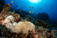 Physogyra lichtensteini (Grape Coral)