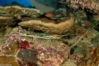 Panulirus versicolor (Painted Spiny Lobster)