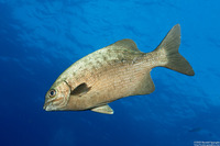Kyphosus cinerascens (Topsail Chub)