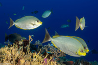 Siganus javus (Java Rabbitfish)
