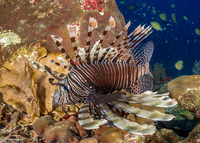 Pterois miles (Indian Lionfish)
