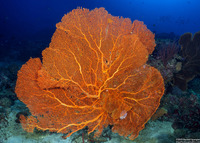 Annella mollis (Giant Sea Fan)