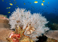 Siphonogorgia sp.1 (Siphonogorgia sp.1)
