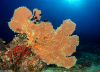 Annella mollis (Giant Sea Fan)