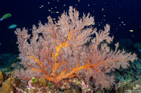 Melithaea sp.1 (Melithaea sp.1)