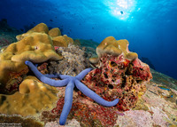 Linckia laevigata (Blue Sea Star)