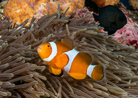 Amphiprion ocellaris (False Clown Anemonefish)