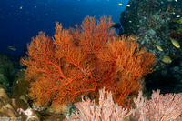 Melithaea sp.1 (Melithaea sp.1)