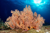 Melithaea sp.1 (Melithaea sp.1)