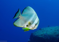 Platax teira (Longfin Spadefish)