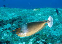 Naso brevirostris (Paletail Unicornfish)