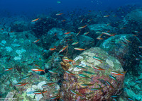 Pterocaesio tile (Bluestreak Fusilier)