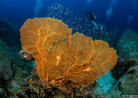 Annella mollis (Giant Sea Fan)