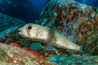 Diodon hystrix (Porcupinefish)