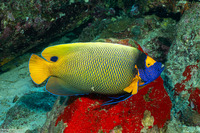Pomacanthus xanthometopon (Yellow-Mask Angelfish)