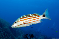 Lutjanus decussatus (Checkered Snapper)