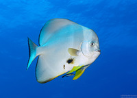 Platax teira (Longfin Spadefish)