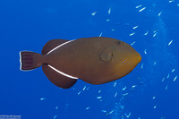 Melichthys indicus (Indian Triggerfish)