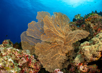 Annella mollis (Giant Sea Fan)