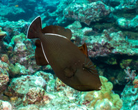 Melichthys indicus (Indian Triggerfish)