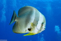 Platax teira (Longfin Spadefish)