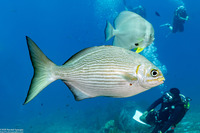 Kyphosus vaigiensis (Brassy Chub)