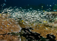 Verulux cypselurus (Black-Nosed Cardinalfish)