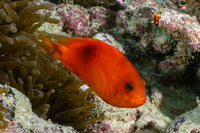 Amphiprion ephippium (Red Saddleback Anemonefish)