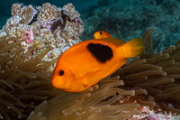 Amphiprion ephippium (Red Saddleback Anemonefish)