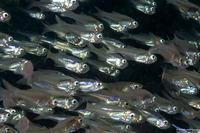Verulux cypselurus (Black-Nosed Cardinalfish)