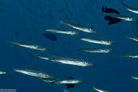 Sphyraena sp.1 (Juvenile Barracuda)