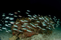 Pterocaesio pisang (Ruddy Fusilier)