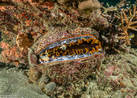 Spondylus varius (Variable Thorny Oyster)