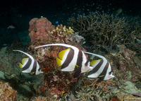 Heniochus acuminatus (Longfin Bannerfish)