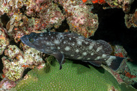 Epinephelus coeruleopunctatus (Whitespotted Grouper)
